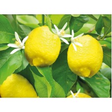 Σαπούνι Pan-Χ με ήπια αντισηπτική δράση PanSoap 120gr